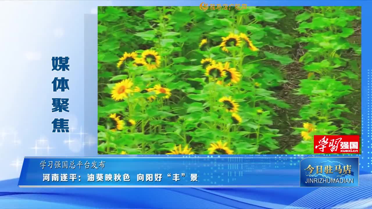 【媒體聚焦】河南遂平：油葵映秋色 向陽好“豐”景......