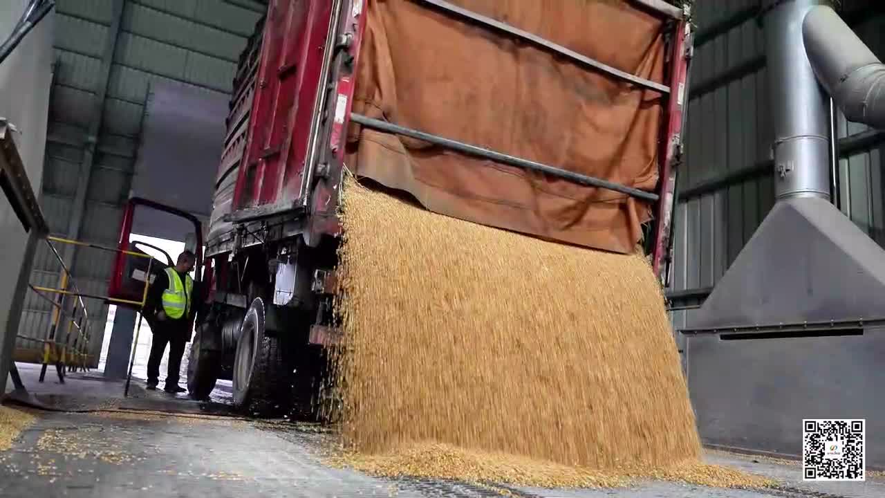 驻马店：放宽玉米收购标准 助力农户顺畅售粮