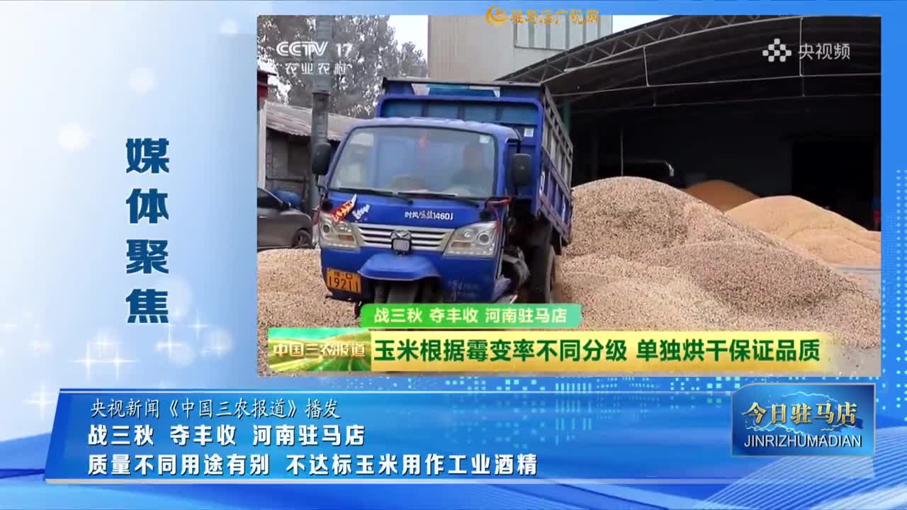 【媒體聚集】戰(zhàn)三秋 奪豐收 河南駐馬店 質(zhì)量不同用途有別 不達標玉米用作工業(yè)酒精......