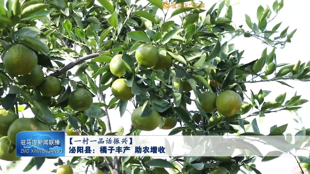 【一村一品话振兴】泌阳县：橘子丰产 助农增收