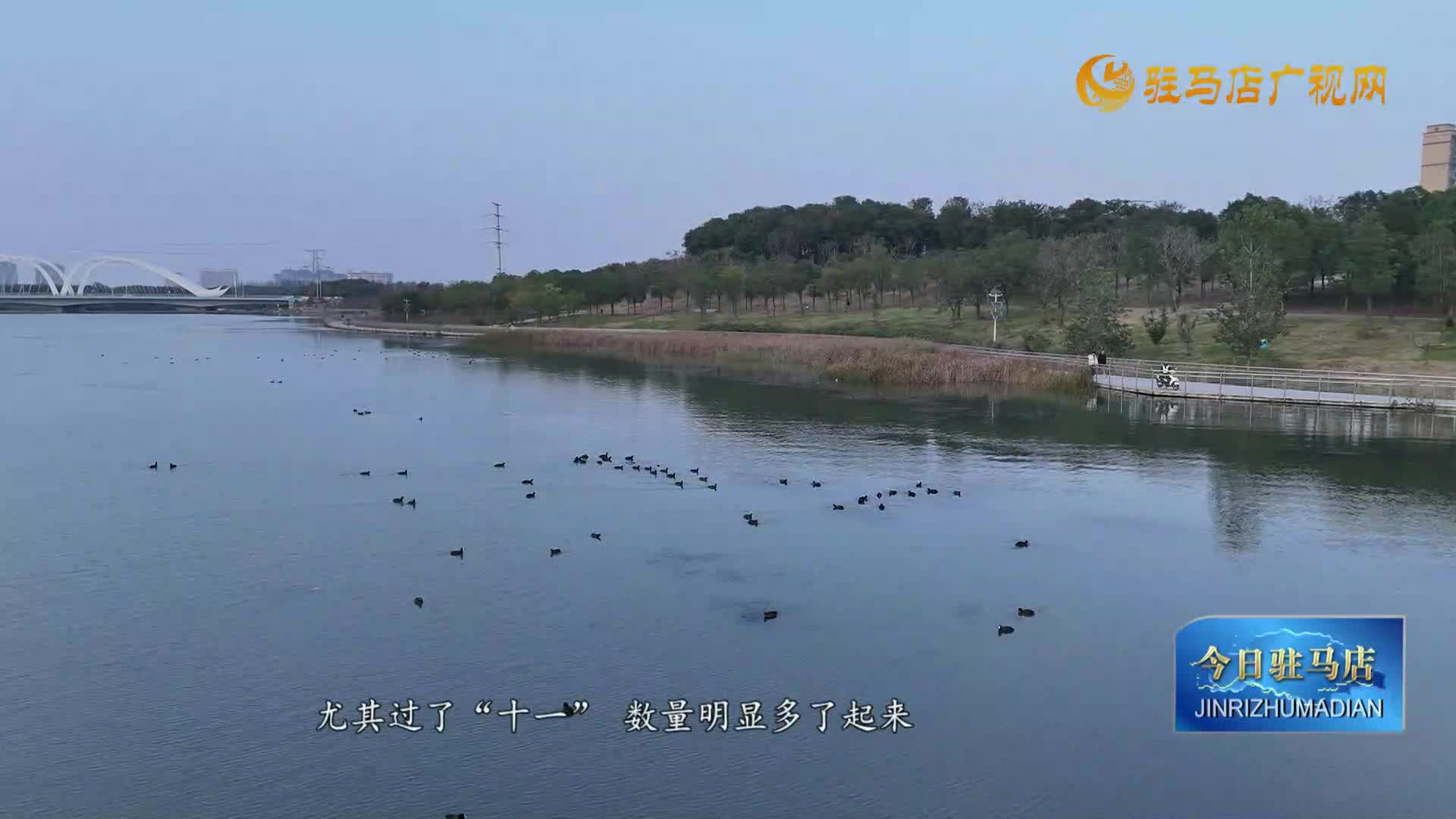駐馬店市人民公園清河湖：人鳥和諧繪秋日美景