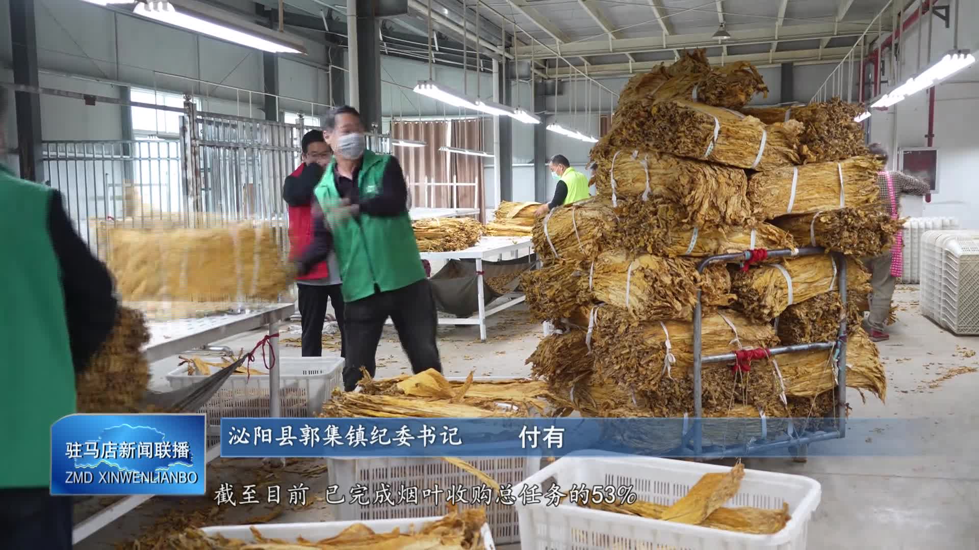 泌阳县郭集镇：有序推进烟叶收购工作