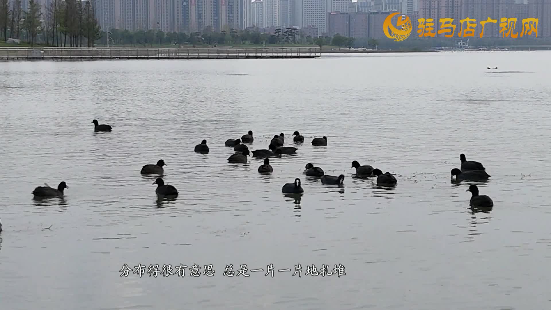 駐馬店人民公園清河湖:人鳥和諧繪秋日美景
