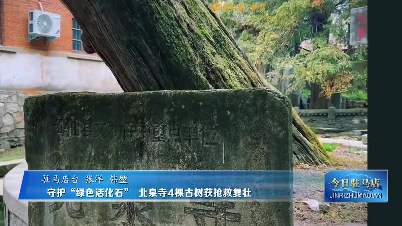 守護(hù)“綠色活化石” 北泉寺4棵古樹獲搶救復(fù)壯