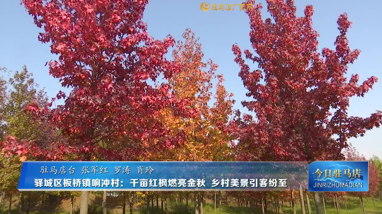 驛城區(qū)板橋鎮(zhèn)響沖村：千畝紅楓燃亮金秋 鄉(xiāng)村美景引客紛至