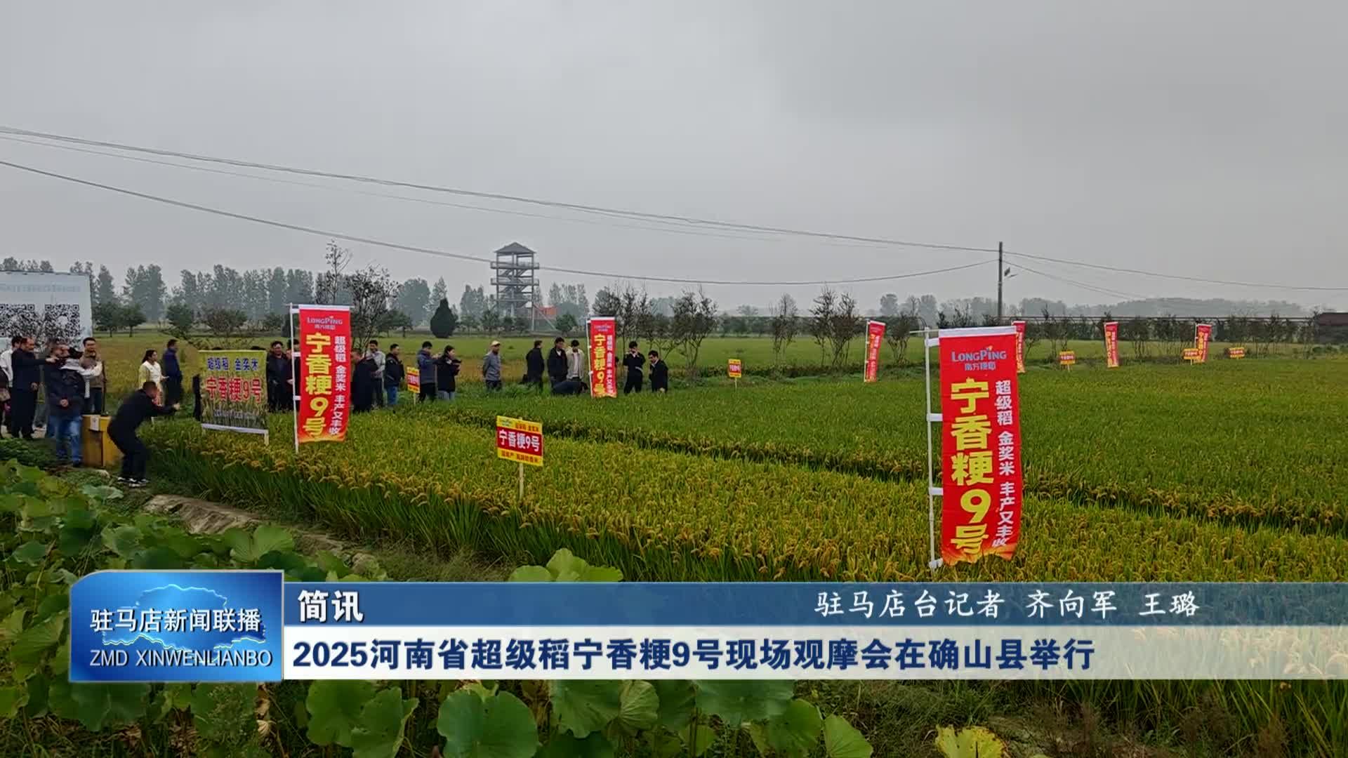 2025河南省超级稻宁香粳9号现场观摩会在确山县举行