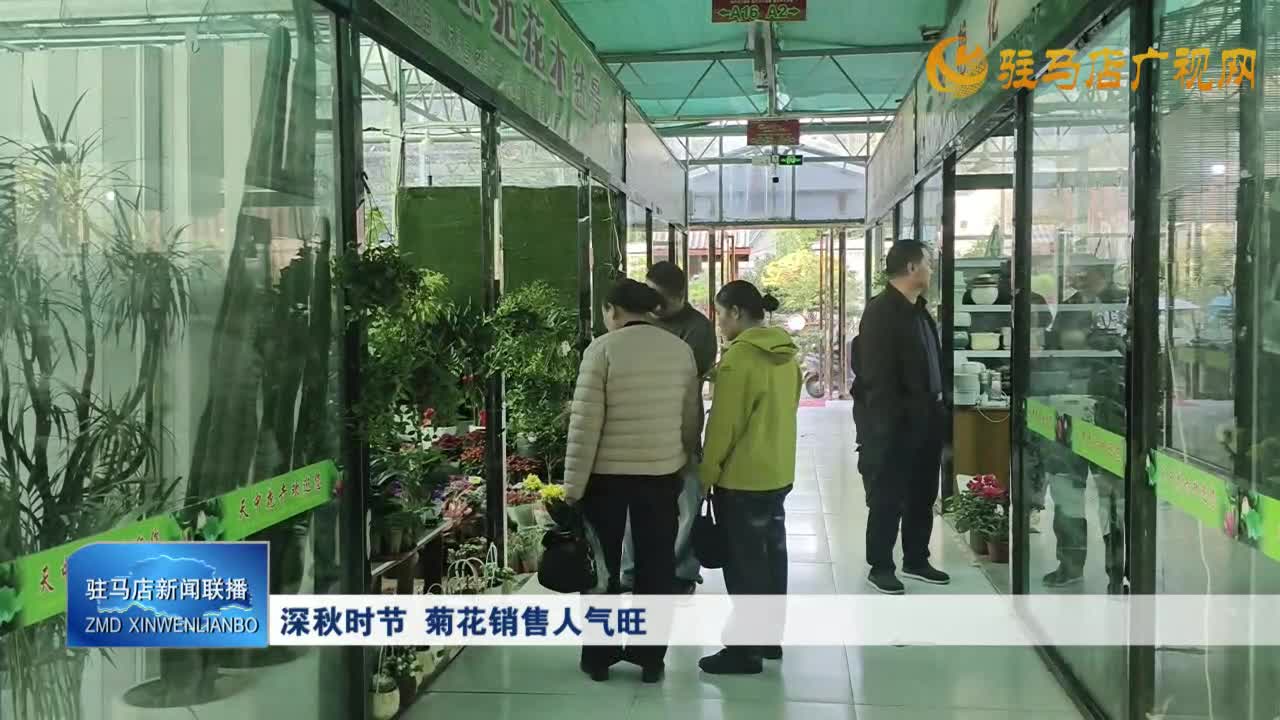 深秋时节 菊花销售人气旺
