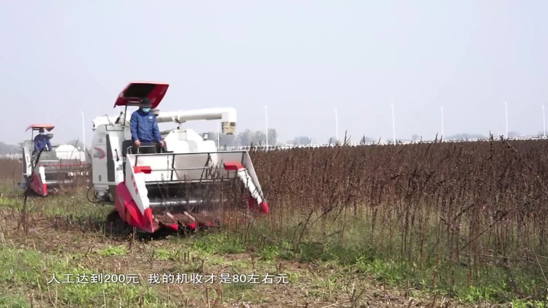 抗落粒宜機收芝麻豫芝NS610機收現(xiàn)場觀摩會在我市召開