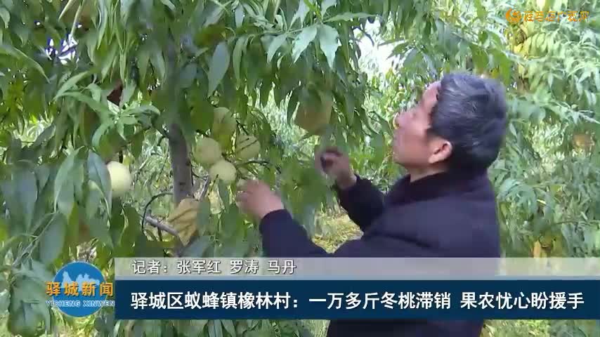 驿城区蚁蜂镇橡林村：一万多斤冬桃滞销 果农忧心盼援手