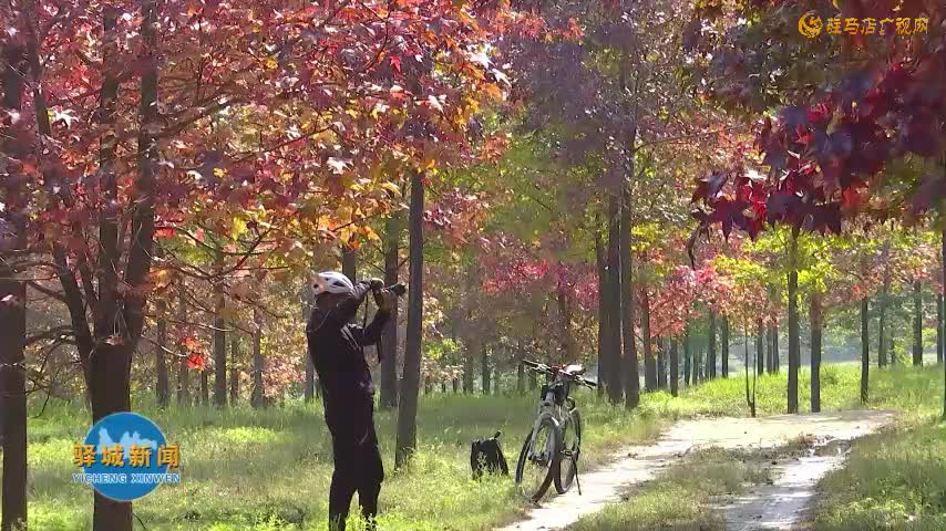 驿城区板桥镇响冲村：千亩红枫燃亮金秋 乡村美景引客纷至