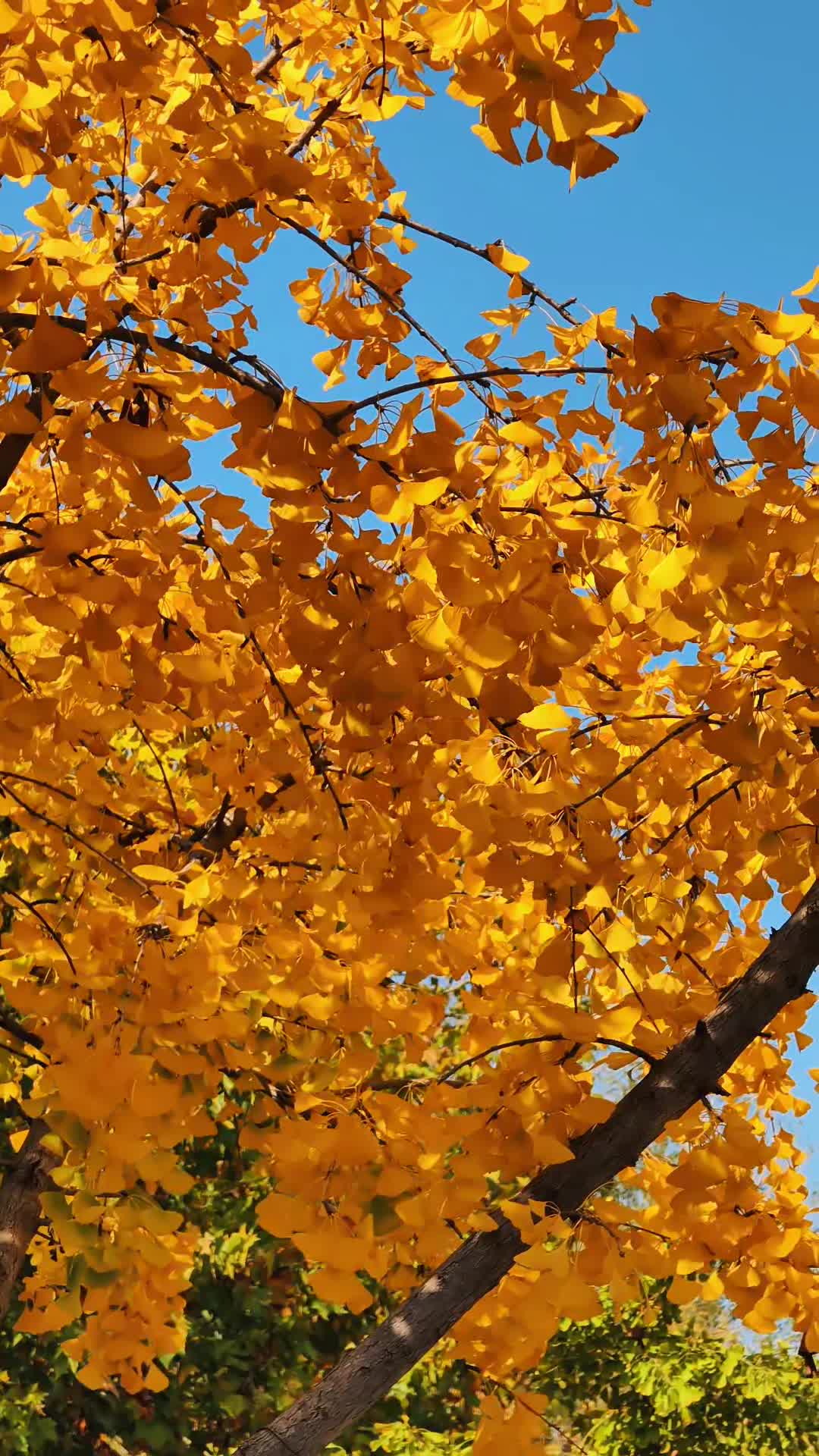 秋風(fēng)執(zhí)筆，蘸滿金黃，將歲月的故事，寫給天空看。