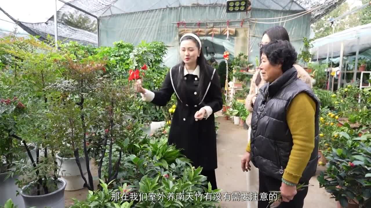 冬季花卉养护
