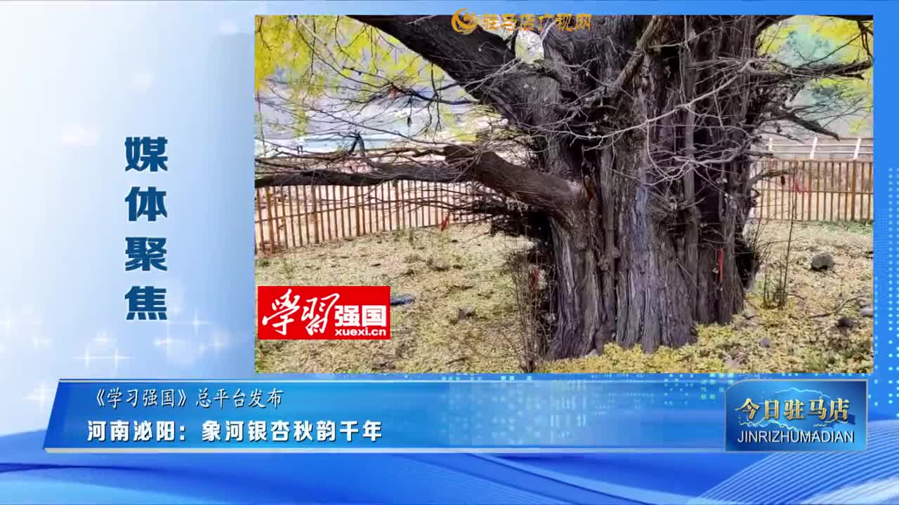 【媒體聚焦】河南泌陽：象河銀杏 秋韻千年......