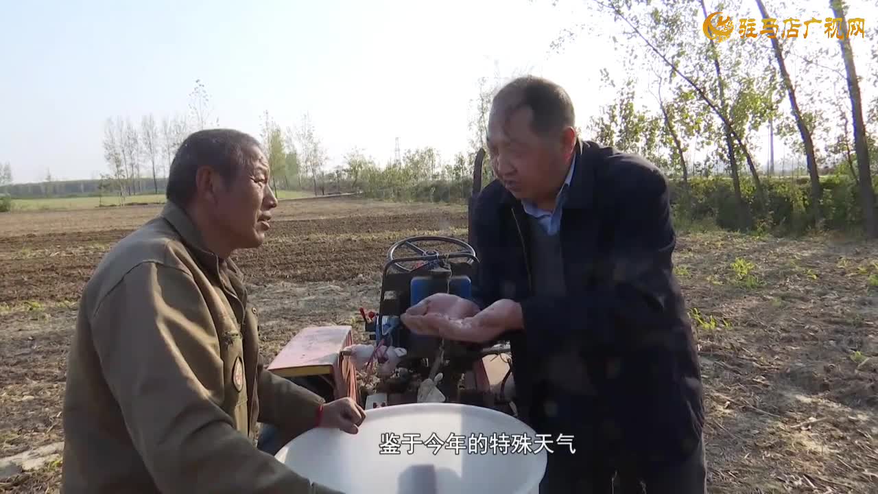 驿城区：农技服务沉一线 秋播麦田“底气足”