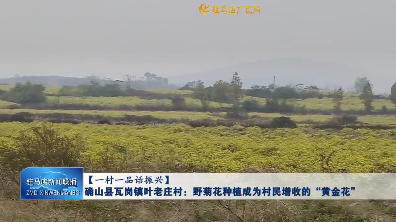 【一村一品話振興】確山縣瓦崗鎮(zhèn)葉老莊村：野菊花種植成為村民增收的“黃金花”