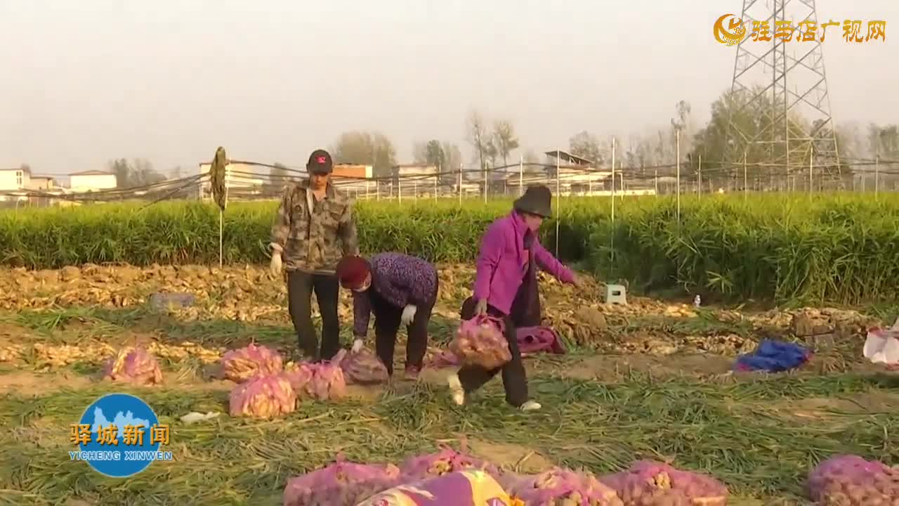 驿城区水屯镇东杨寨村：生姜种植拓宽村民增收渠道