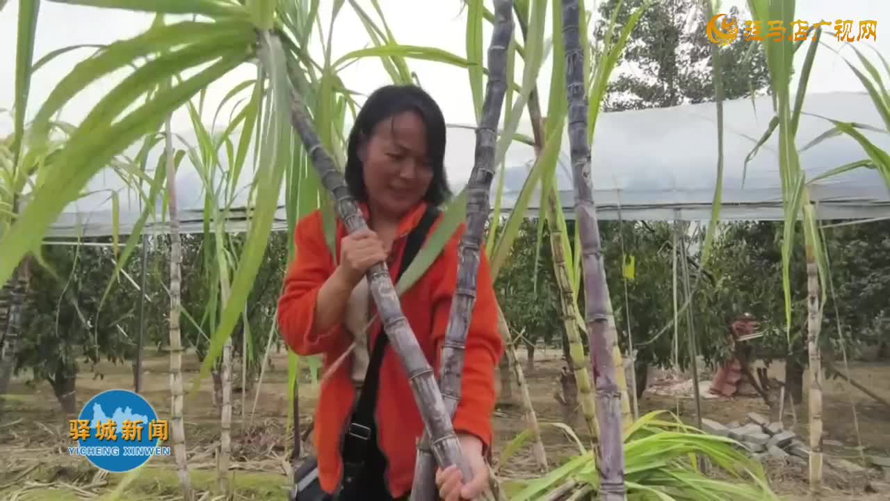 驿城区天中生态园：甘蔗迎丰收特色种植促增收