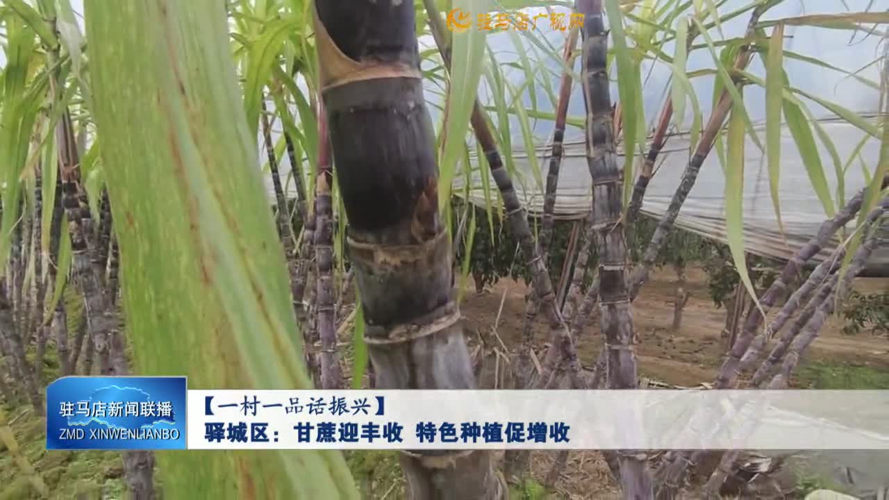 【一村一品話振興】驛城區(qū)：甘蔗迎豐收 特色種植促增收