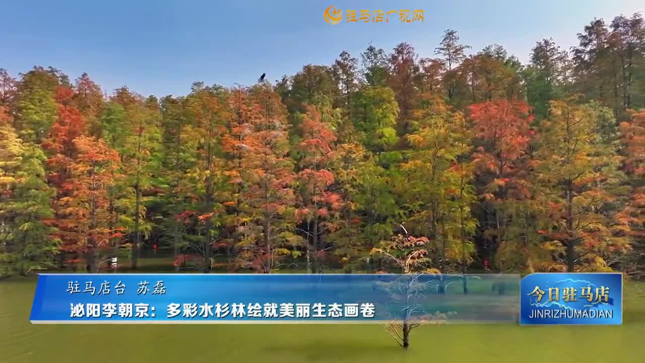 泌陽(yáng)李朝京：多彩水杉林繪就美麗生態(tài)畫卷