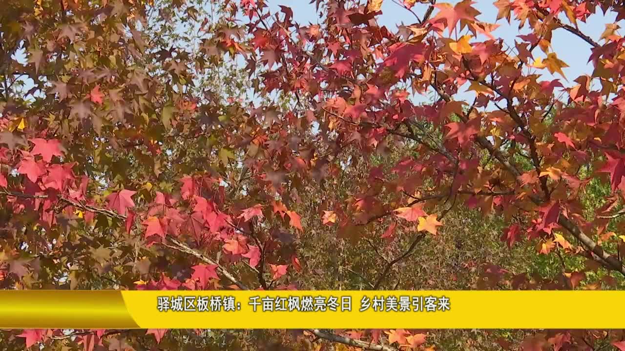 千畝紅楓燃亮冬日