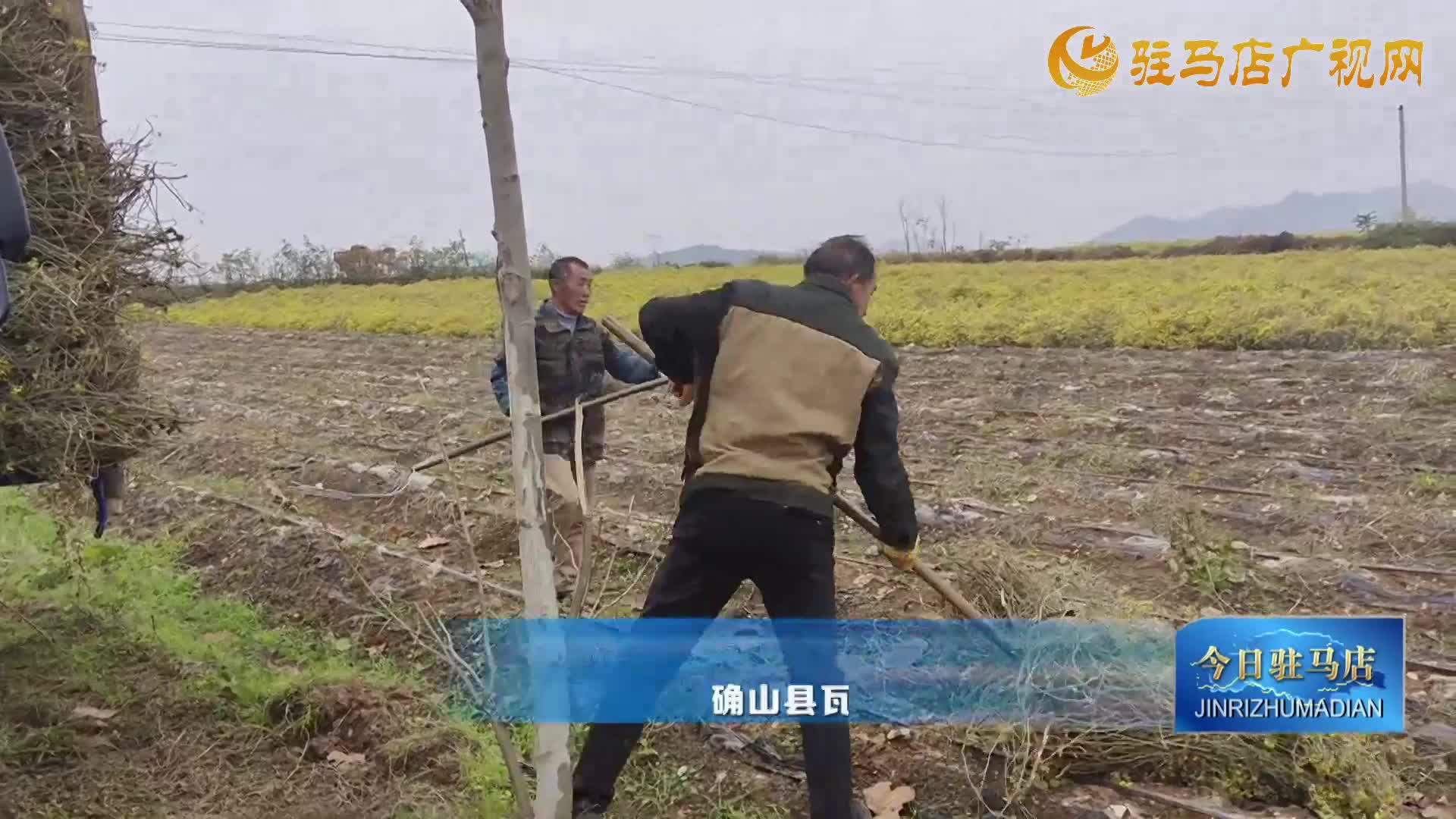 確山縣瓦崗鎮(zhèn)葉老莊野菊一號迎來采收旺季