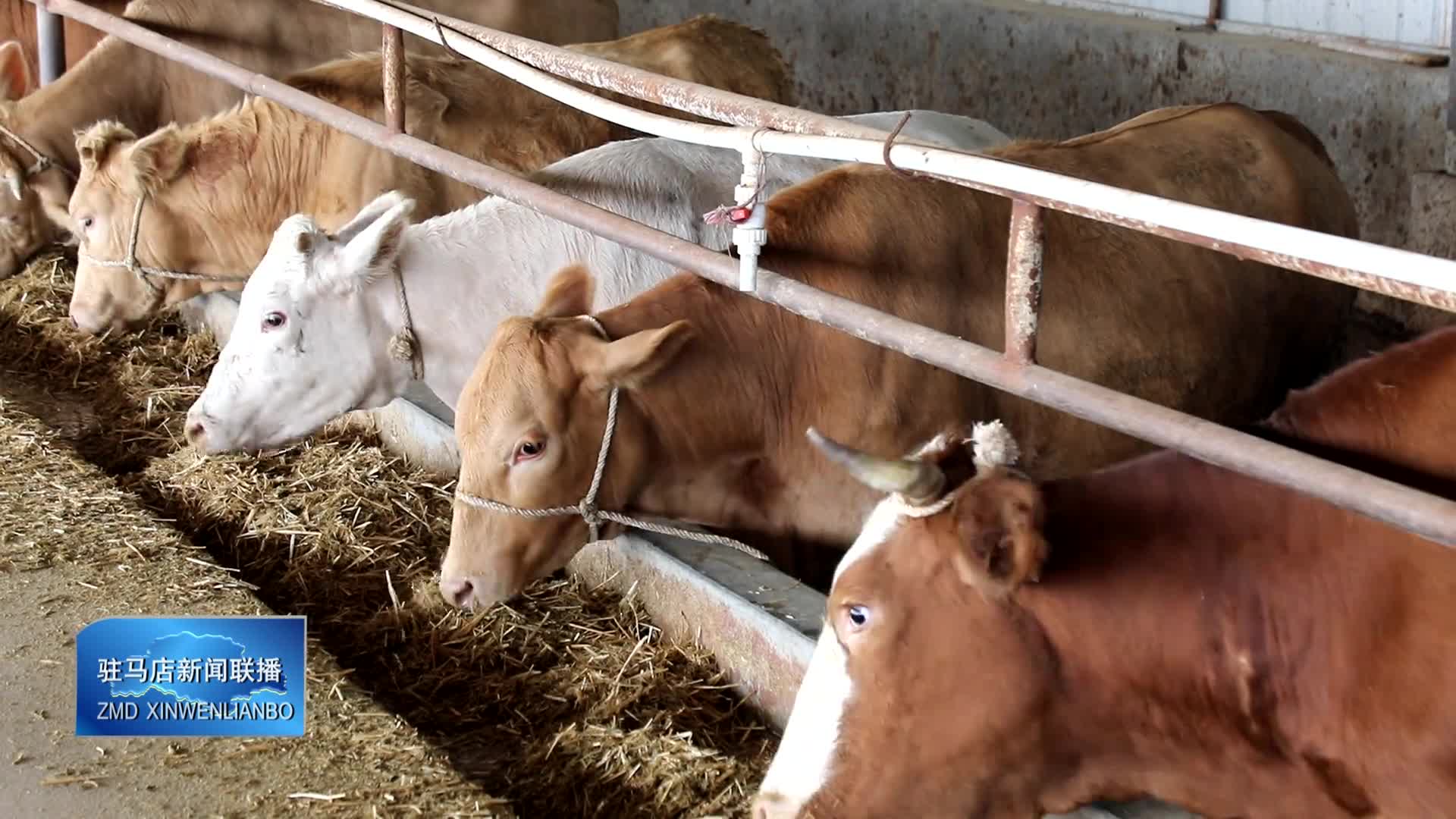 泌阳县羊册镇陶庄村：“牛”产业蹚出富民增收路
