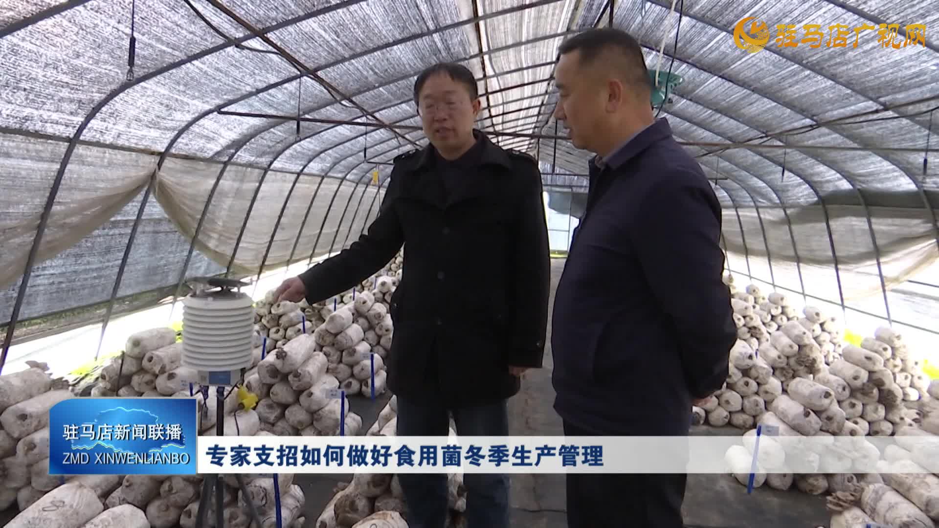 專家支招如何做好食用菌冬季生產(chǎn)管理