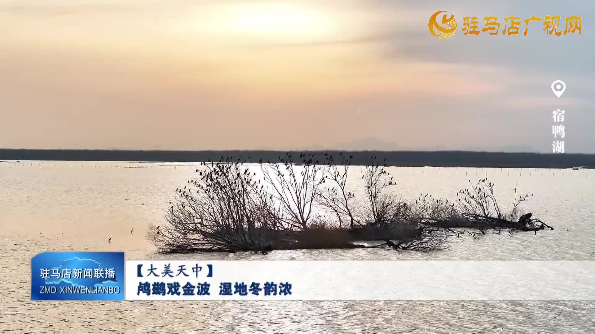 鸕鶿戲金波  濕地冬韻濃