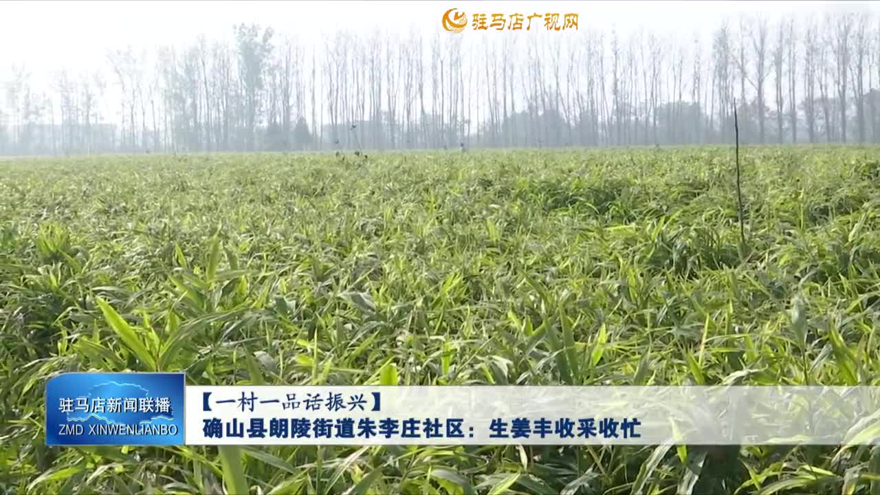 【一村一品话振兴】确山县朗陵街道朱李庄社区：生姜丰收采收忙
