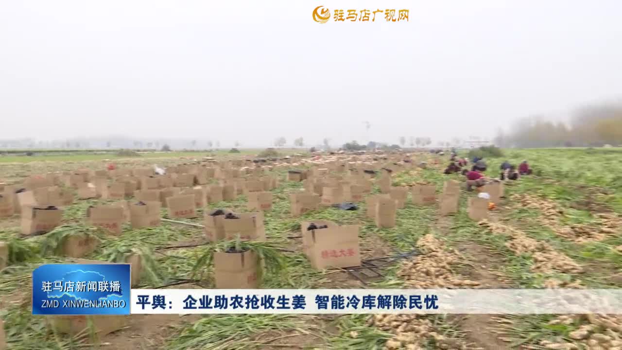 平舆：企业助农抢收生姜 智能冷库解除民忧