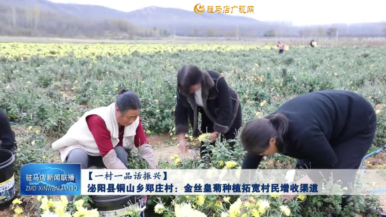 【一村一品话振兴】泌阳县铜山乡郑庄村：金丝皇菊种植拓宽村民增收渠道