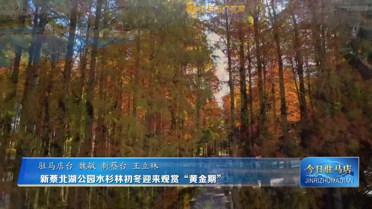 新蔡北湖公園水杉林初冬迎來觀賞“黃金期”