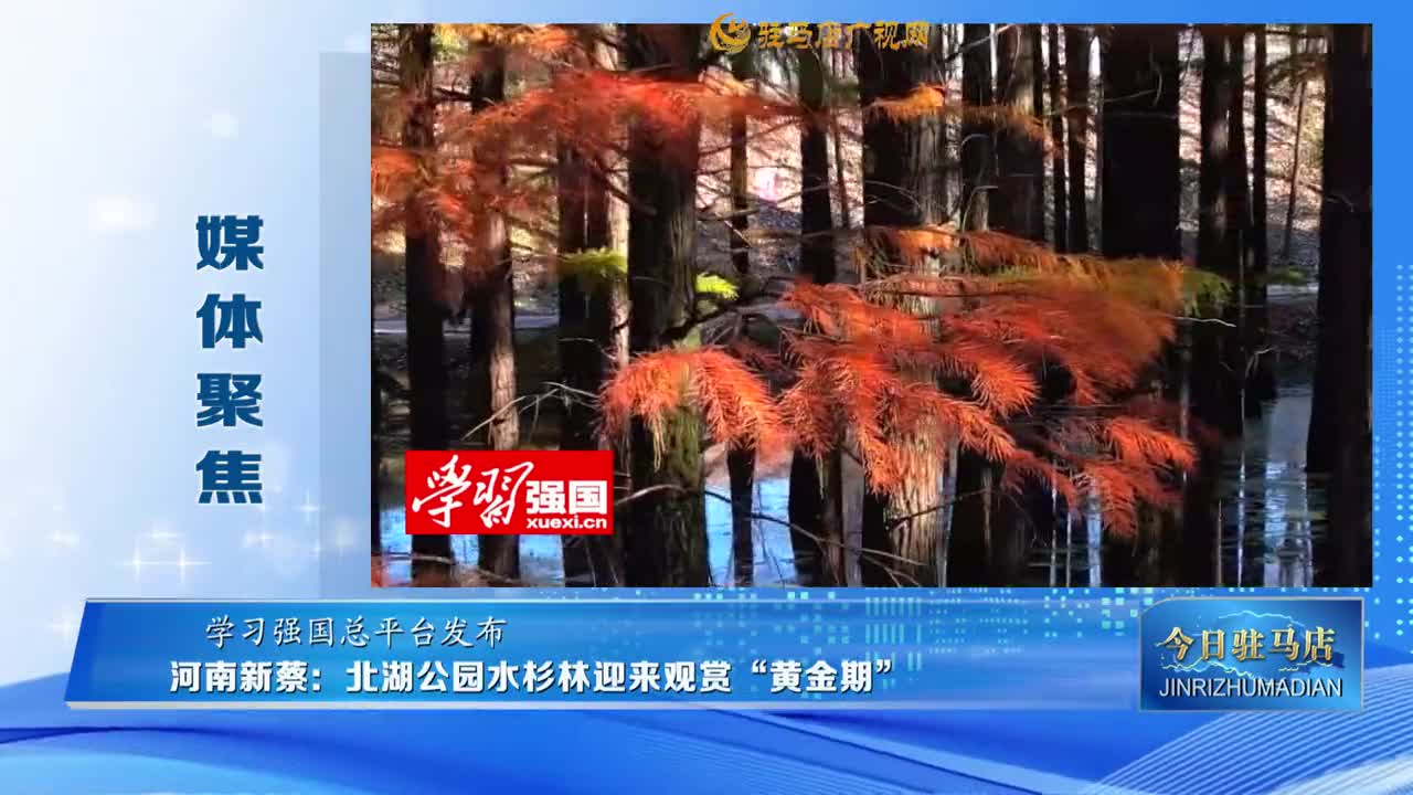 【媒體聚焦】河南新蔡：北湖公園水杉林迎來觀賞“黃金期”......