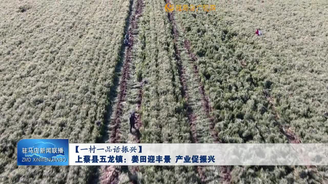 【一村一品话振兴】上蔡县五龙镇：姜田迎丰景 产业促振兴