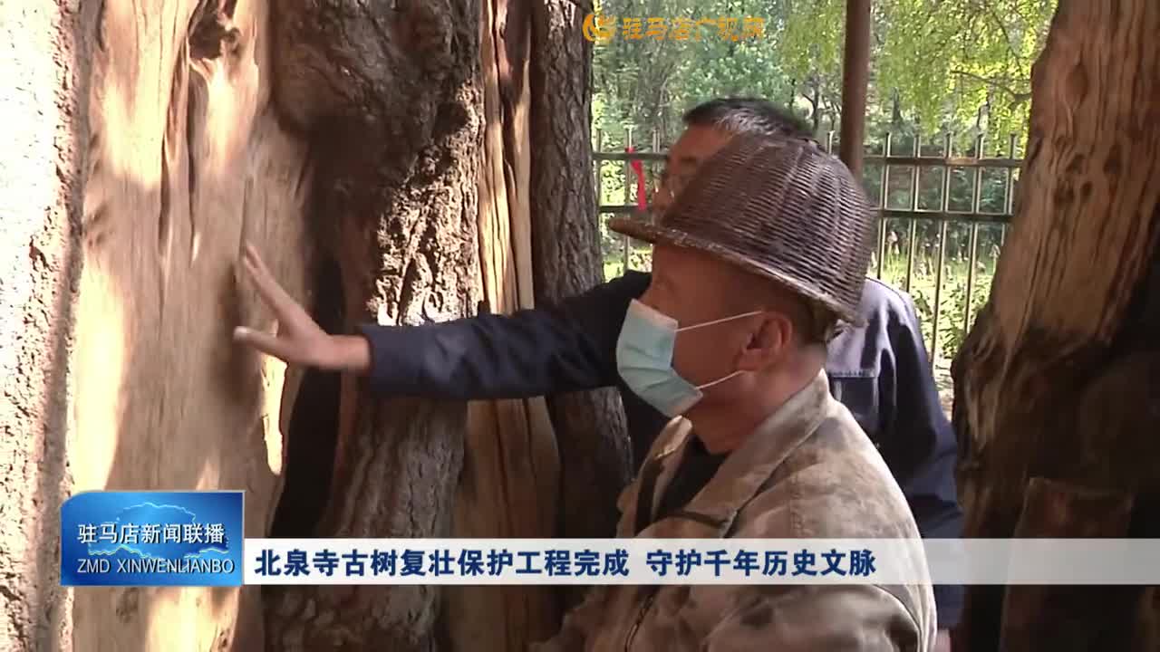北泉寺古樹復(fù)壯保護(hù)工程完成 守護(hù)千年歷史文脈