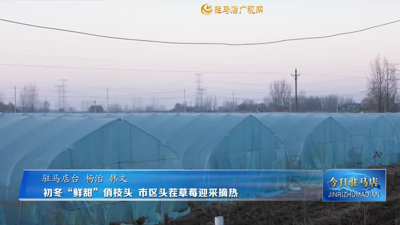 初冬“鮮甜”俏枝頭 市區(qū)頭茬草莓迎采摘熱