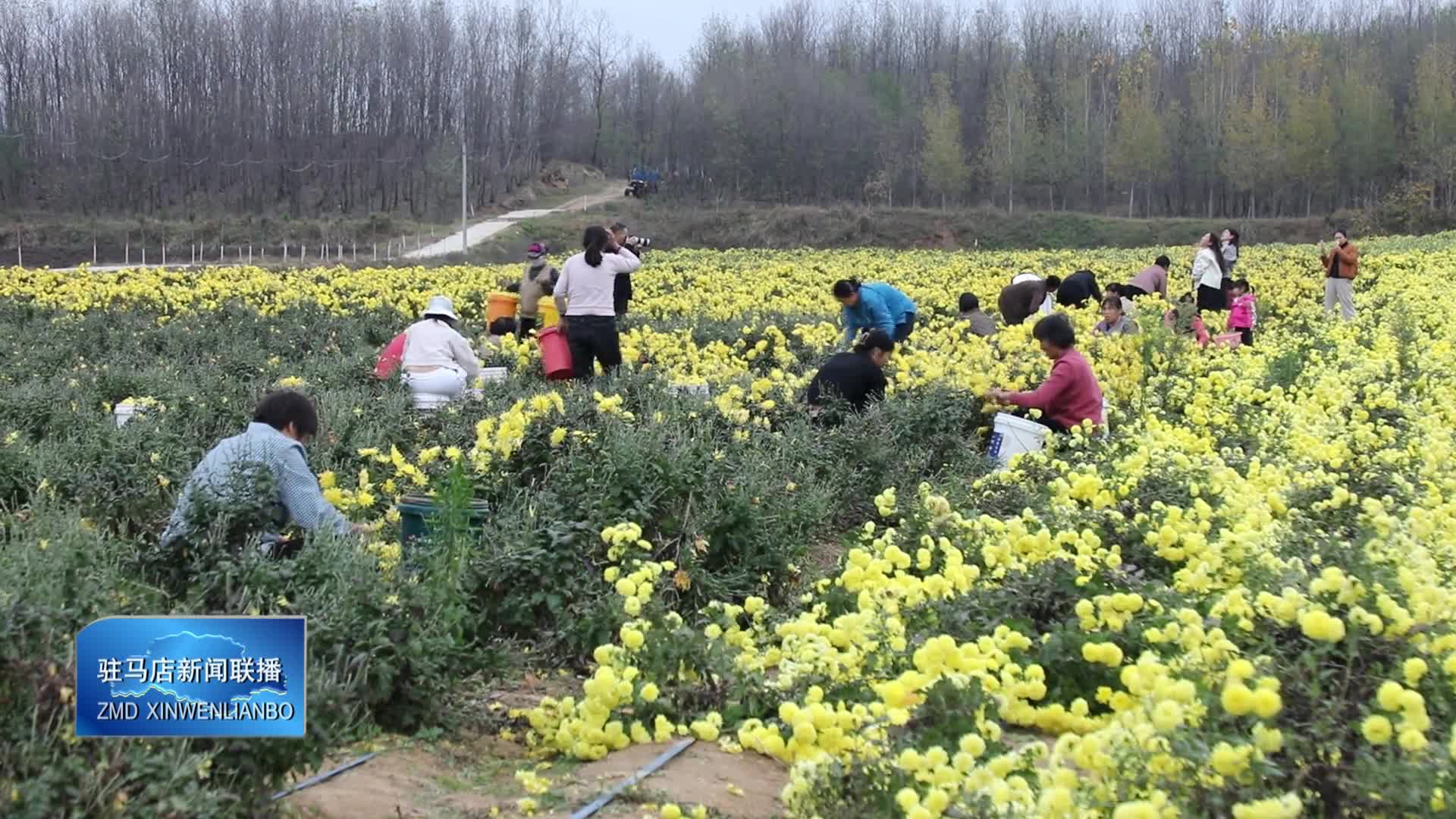 泌阳县铜山乡郑庄村：金丝皇菊种植拓宽村民增收渠道