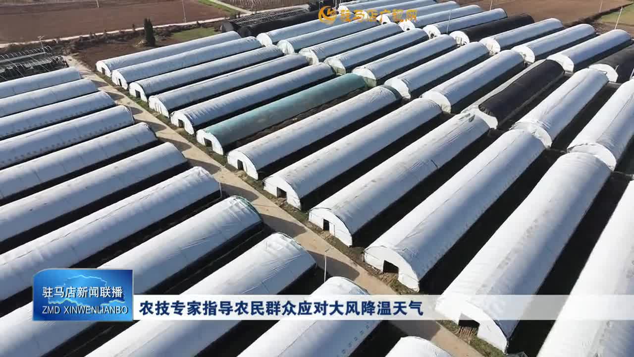 农技专家指导农民群众应对大风降温天气