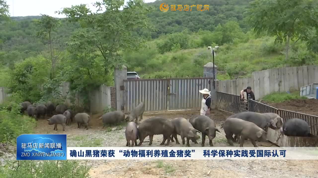 確山黑豬榮獲“動(dòng)物福利養(yǎng)殖金豬獎(jiǎng)” 科學(xué)保種實(shí)踐受?chē)?guó)際認(rèn)可