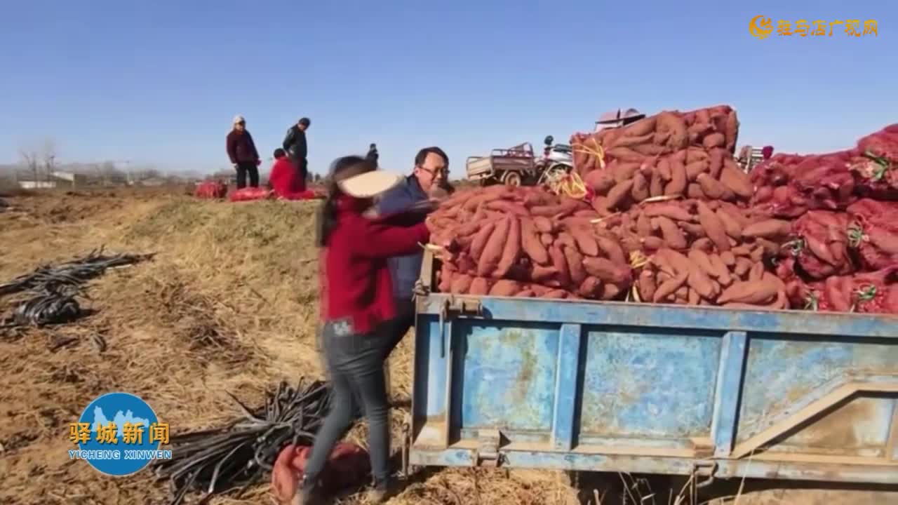 老河乡石古庄村：180亩红薯丰收 农民急盼销路