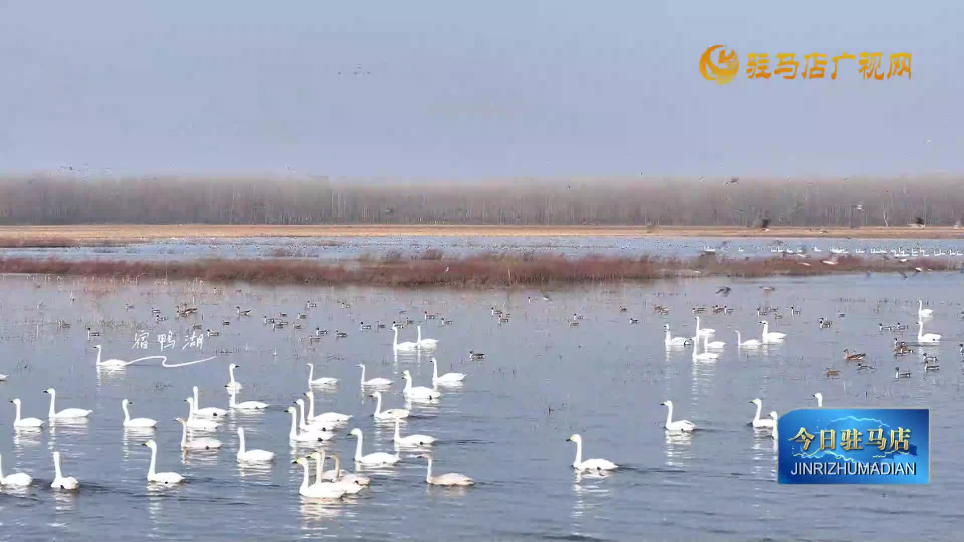 宿鴨湖迎候鳥越冬高峰 萬鳥云集生態(tài)美