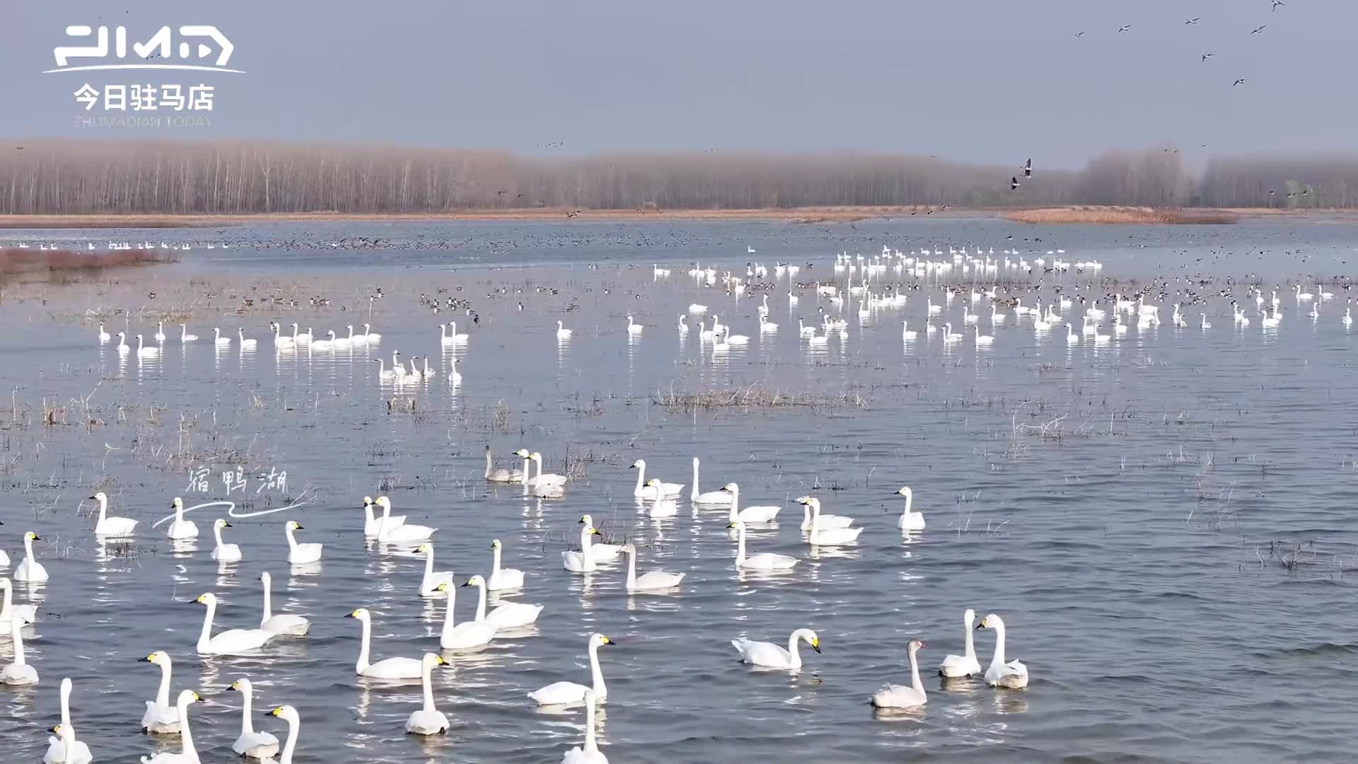 宿鸭湖迎候鸟越冬高峰 万鸟翩跹绘盛景