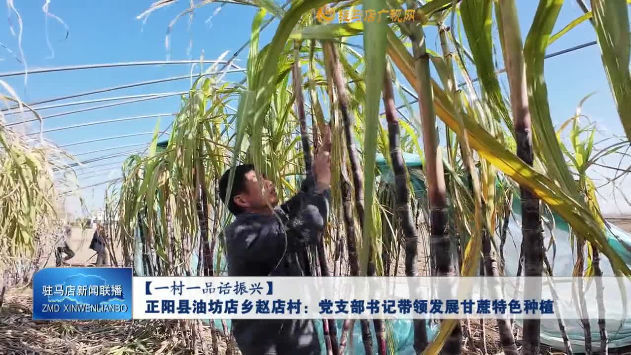 【一村一品話振興】正陽縣油坊店鄉(xiāng)趙店村：黨支部書記帶領發(fā)展甘蔗特色種植