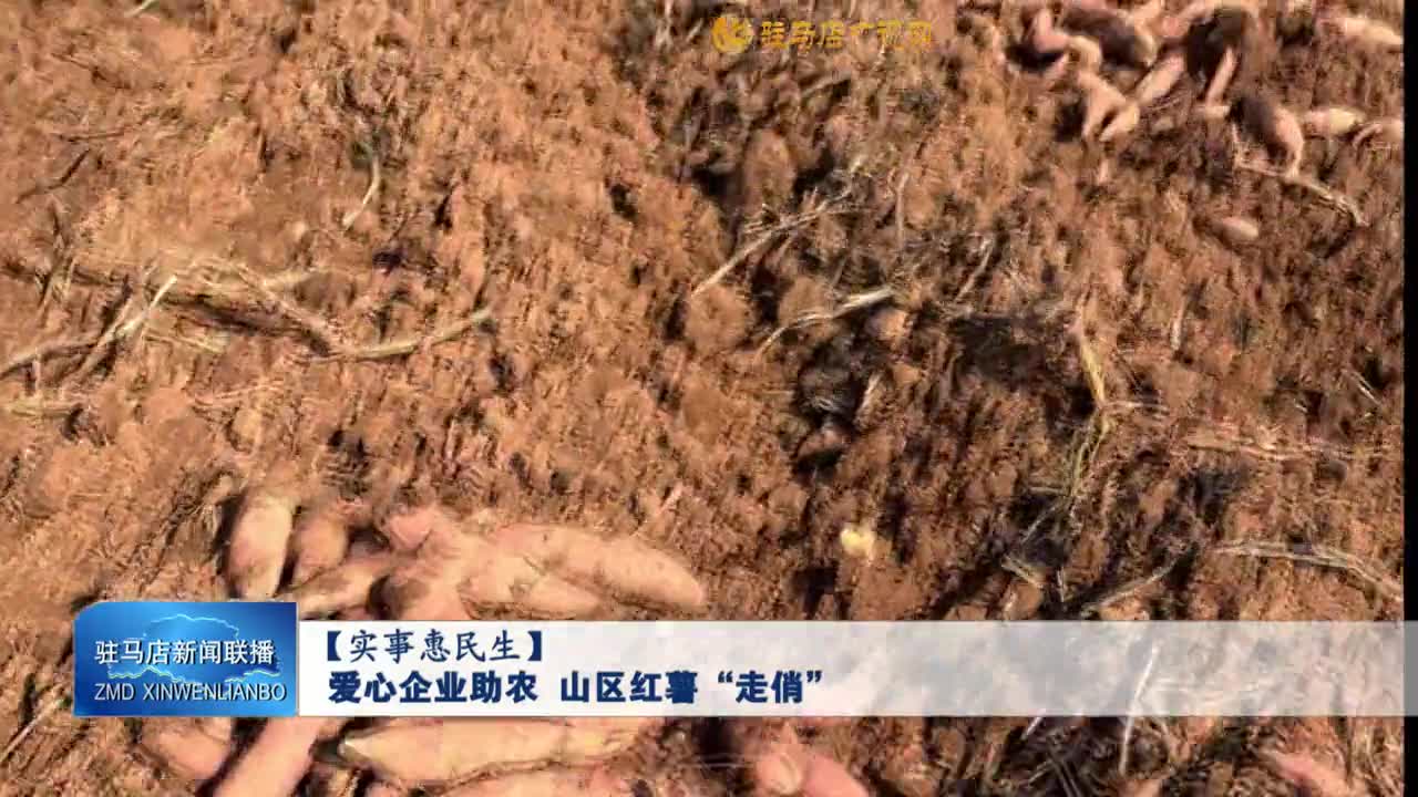【实事惠民生】爱心企业助农 山区红薯“走俏”