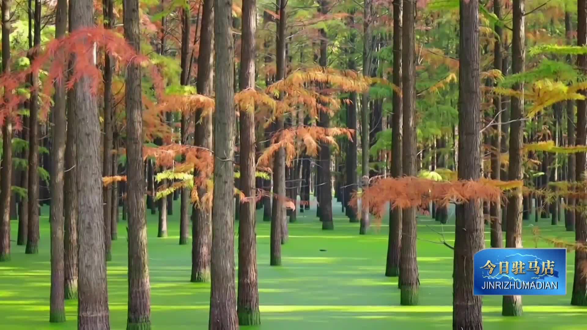 新蔡北湖公园水杉林初冬迎来观赏“黄金期”