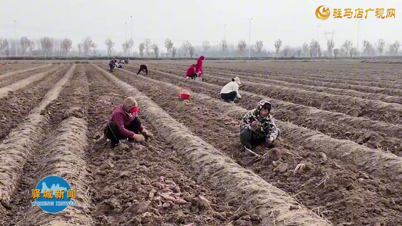 朱古洞乡五道庙村：30余亩生态红薯丰收 急盼爱心助力纾困