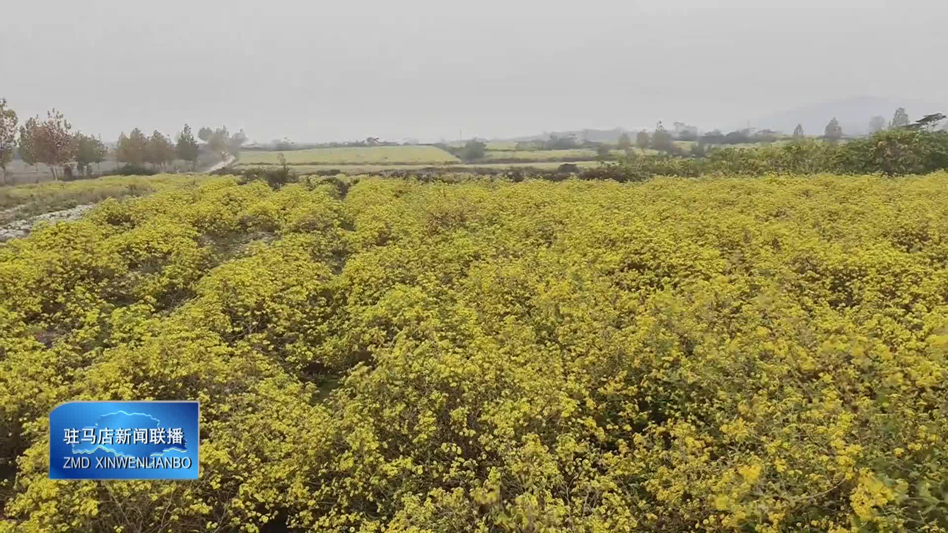 确山县瓦岗镇叶老庄村：野菊花种植成为村民增收的“黄金花”