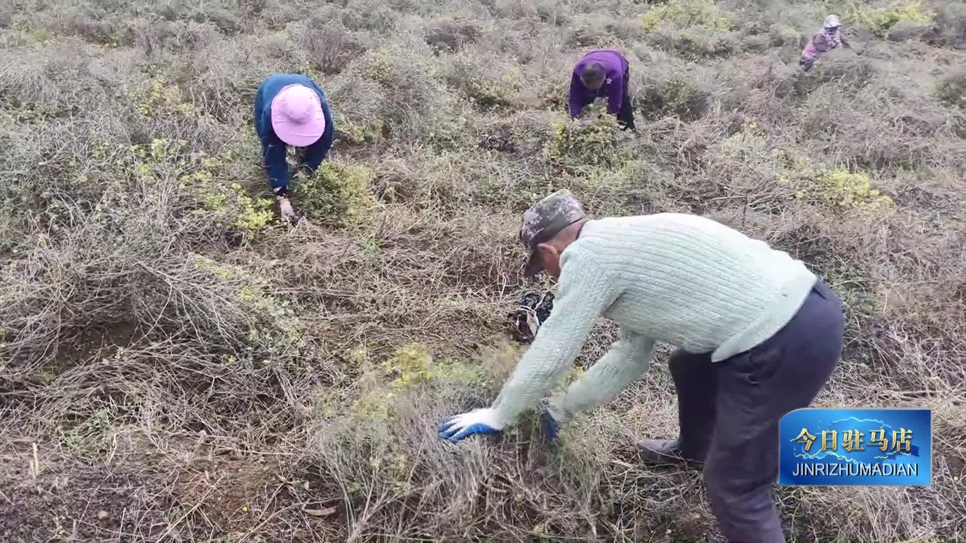 确山县瓦岗镇叶老庄野菊一号迎来采收旺季