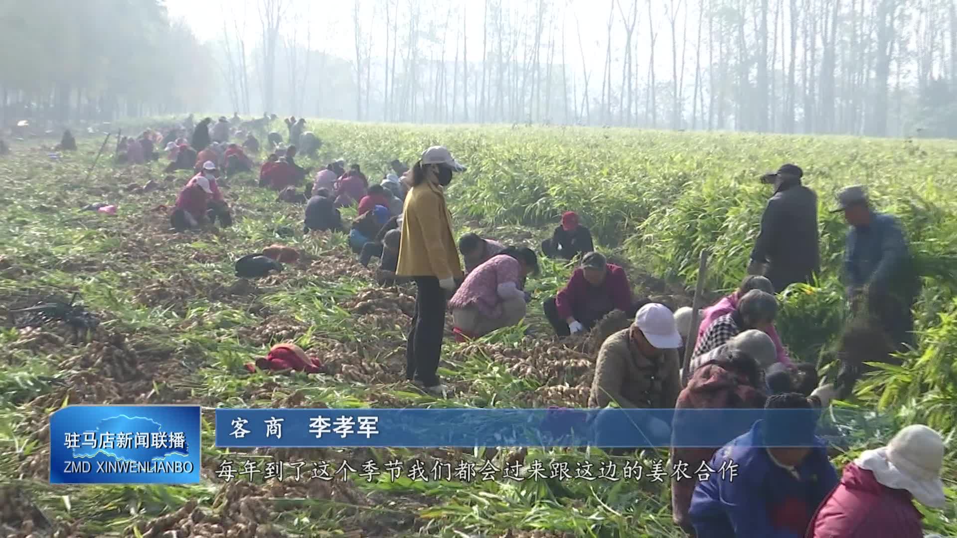 确山县朗陵街道朱李庄社区：生姜丰收采收忙
