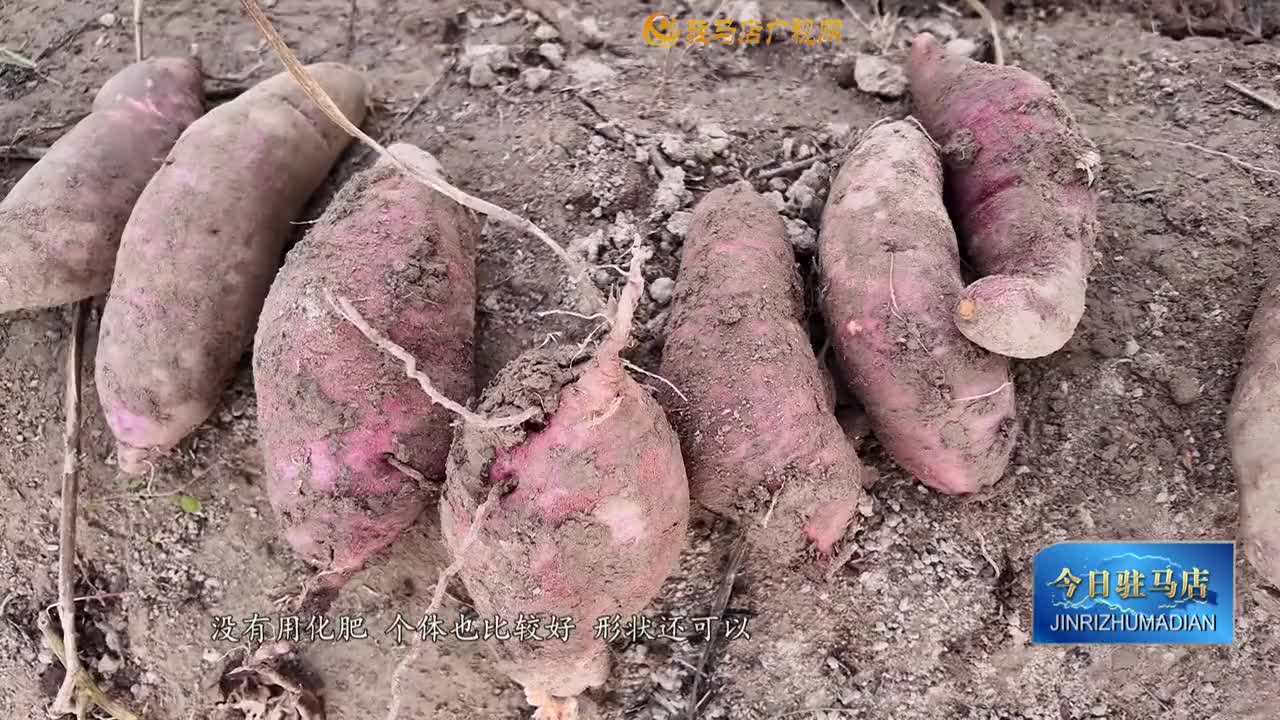 紅薯豐收遇滯銷  急盼愛心助力紓困